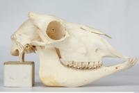 Skull Sheep - Ovis aries 0025